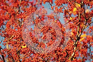 red autumn rowanberry branch. september red autumn rowanberry. autumn season with red rowanberry photo