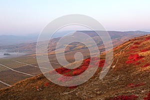 Red autumn smoked bush and beautiful view of the mountains of Karadag