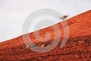 Red autumn tree on the hill with dry yellow grass