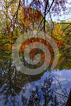 red autumn tree reflected in the surface water of the lake in Boschi di Carrega, Emilia-Romagna, Italy photo