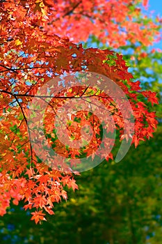 Red Autumn Trees in Japan