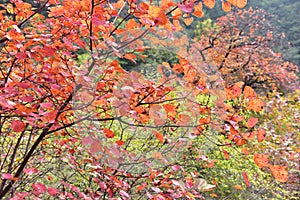 Red autumnal leaves