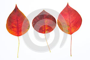 Red autumnal leaves