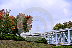 Red autumnal leaves