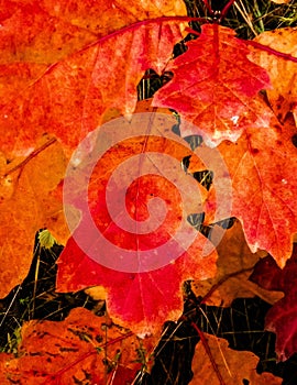 Red autumnal leaves as nature background