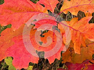 Red autumnal leaves as nature background