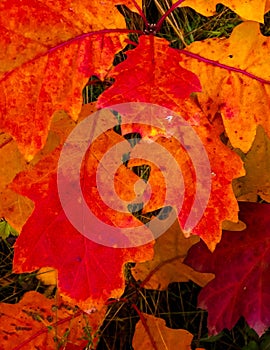 Red autumnal leaves as nature background