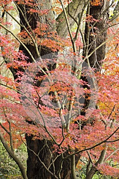 Red Autumnal leaves of maple trees,