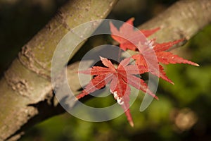 Red Autumnal leaves of maple trees,