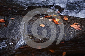 Red autumnal leaves and stream