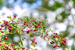 Red autumnal wild fruits. Beautiful hawthorn berries with vivid colors