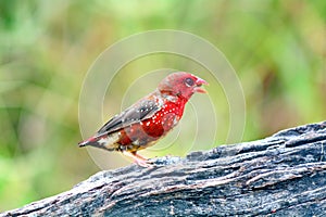 Red Avadavat :amandava amandava