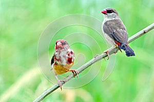 Red Avadavat :amandava amandava