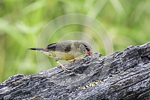 Red Avadavat: Amandava amandava