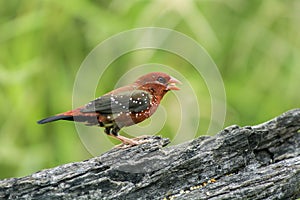 Red Avadavat: Amandava amandava