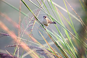 Red Avadavat Amandava amandava amandava