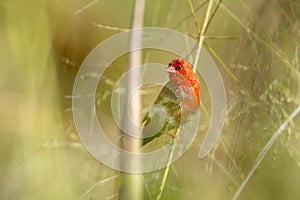 Red avadavat (Amandava amandava), red munia or strawberry finch in the reeds in Thailand