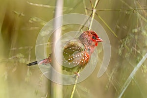 Red avadavat (Amandava amandava), red munia or strawberry finch in the reeds in Thailand