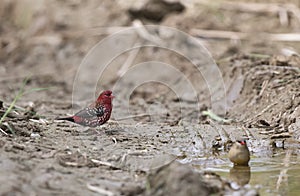 Red Avadavat - a beautiful bird in the wild nature of Vietnam