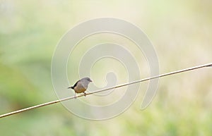 Red Avadavat - a beautiful bird in the wild nature of Vietnam