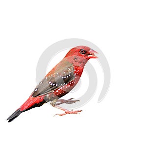 Red Avadavat bird