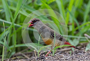 Red avadavat .in a coat that is not fully red looking for food on the ground