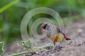 Red avadavat .in a coat that is not fully red looking for food on the ground