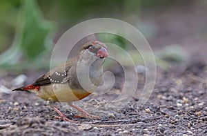 Red avadavat .in a coat that is not fully red looking for food on the ground