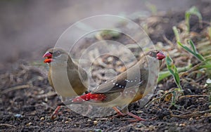 Red avadavat .in a coat that is not fully red looking for food on the ground