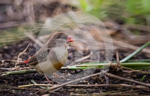 Red avadavat eating seeds on the ground in the field