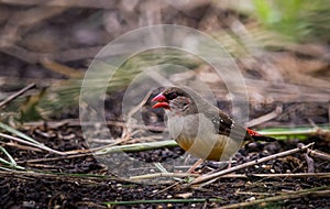 Red avadavat eating seeds on the ground in the field