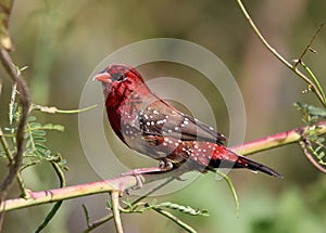 Red avadavat