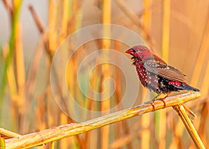 Red Avadavat sitting on a branch