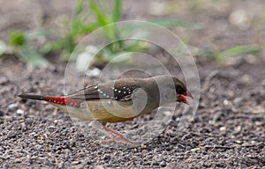 Red avadavat throwing his arms back on the ground