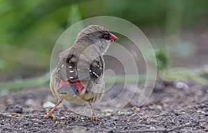 Red avadavat throwing his arms back on the ground