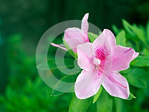 Red azalea. The beautiful pink flowers are blooming in the garden, with green leaves as the background.