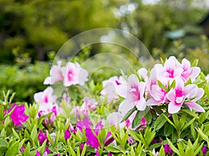 Red azalea. The beautiful pink flowers are blooming in the garden, with green leaves as the background.