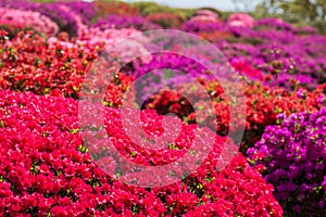 Red azalea blossoms