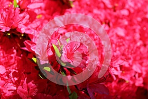 Red azalea flowers bloom in spring