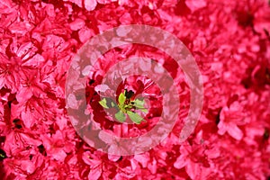 Red azalea flowers bloom in spring