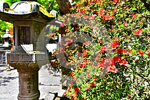 Red Azalea in the shrine in Japan