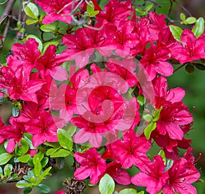 Red Azalea wildflowers in the Mountains of Virginia, USA.