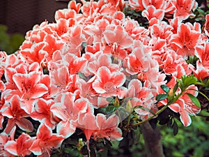 Red Azaleas in The Garden. photo