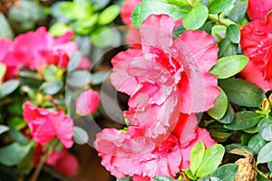 red azalia flower in garden
