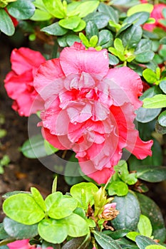 red azalia flower in garden