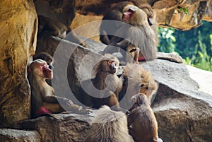 Red Baboons sitting on the rocks
