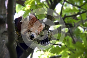 Red Baby Panda sleeping on a tree - close-up