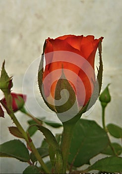 Red baby Rose