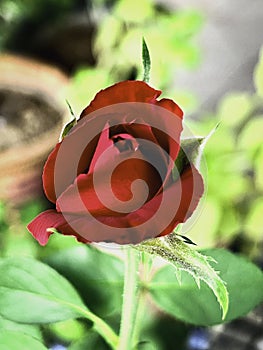Red Baccara Rose plant,very rich color petal contrast with green leaf and stem