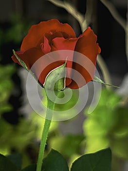 Red Baccara Rose plant,very rich color petal contrast with green leaf and stem